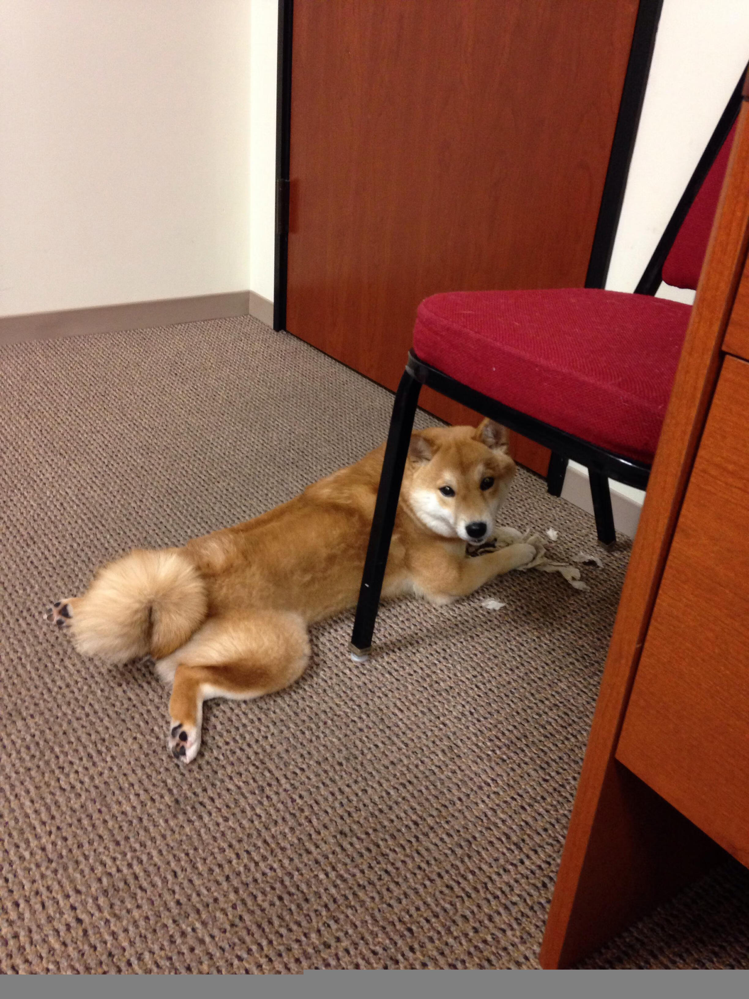 平凡处见惊雷，托尼一锤定音，芬兰四两拨千斤轻取厄瓜多尔