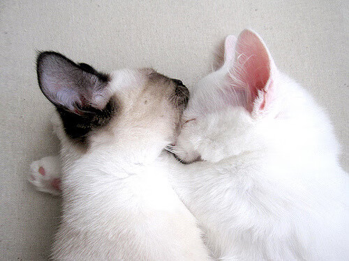 北境之王重锤孤胆英雄,猛龙绞杀独行侠,英格拉姆成破局利刃