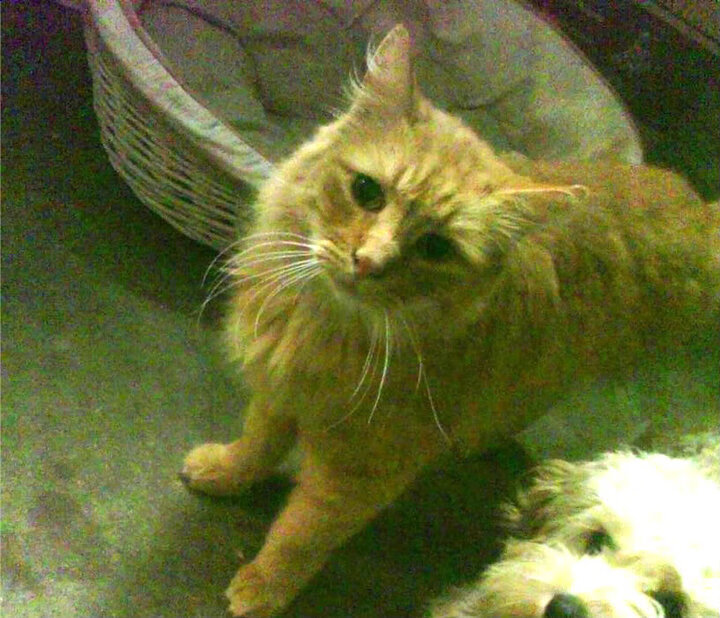 开云体育登录-雷霆之怒难撼动，老鹰利爪亦无功—西亚卡姆稳定如磐石定乾坤