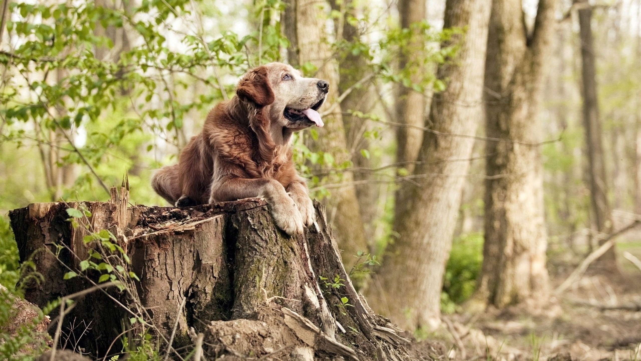 时空折叠之夜,当秘鲁横扫挪威的传奇,照亮拉亚亚平宁的封神之路