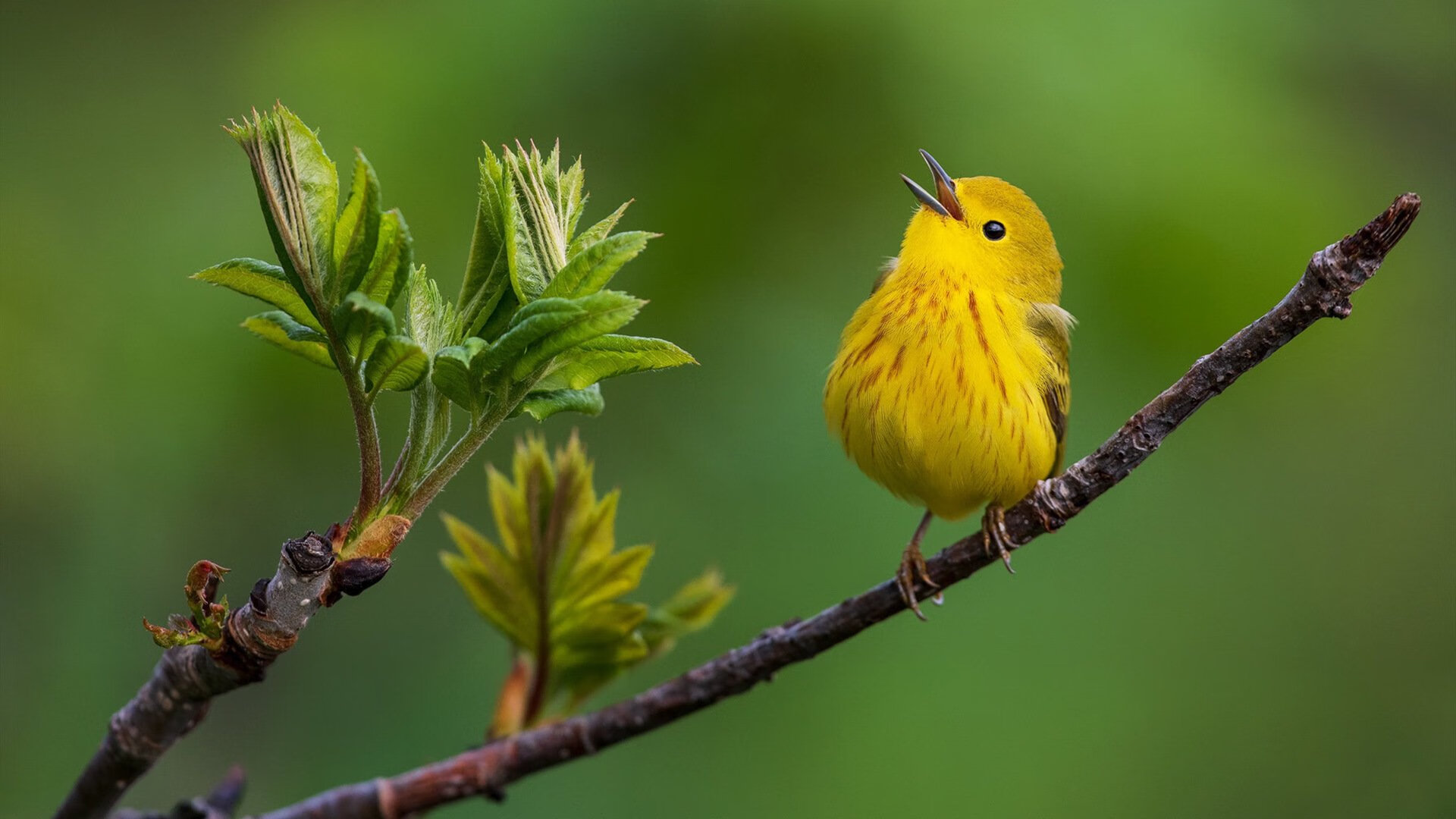 横扫夜,最亮的星,马克西无可争议主宰全场,热火轻取吉林完成横扫