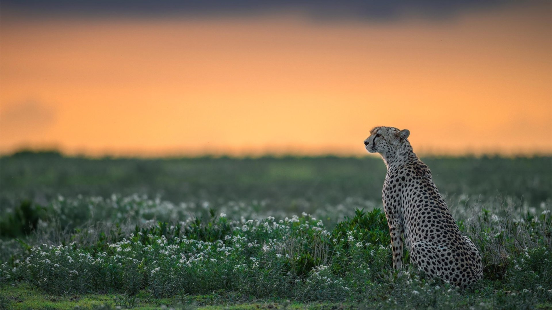 开云体育app-独舞的幽灵与合唱的机器，当基耶萨的爆发撕裂克罗地亚的节奏铁幕