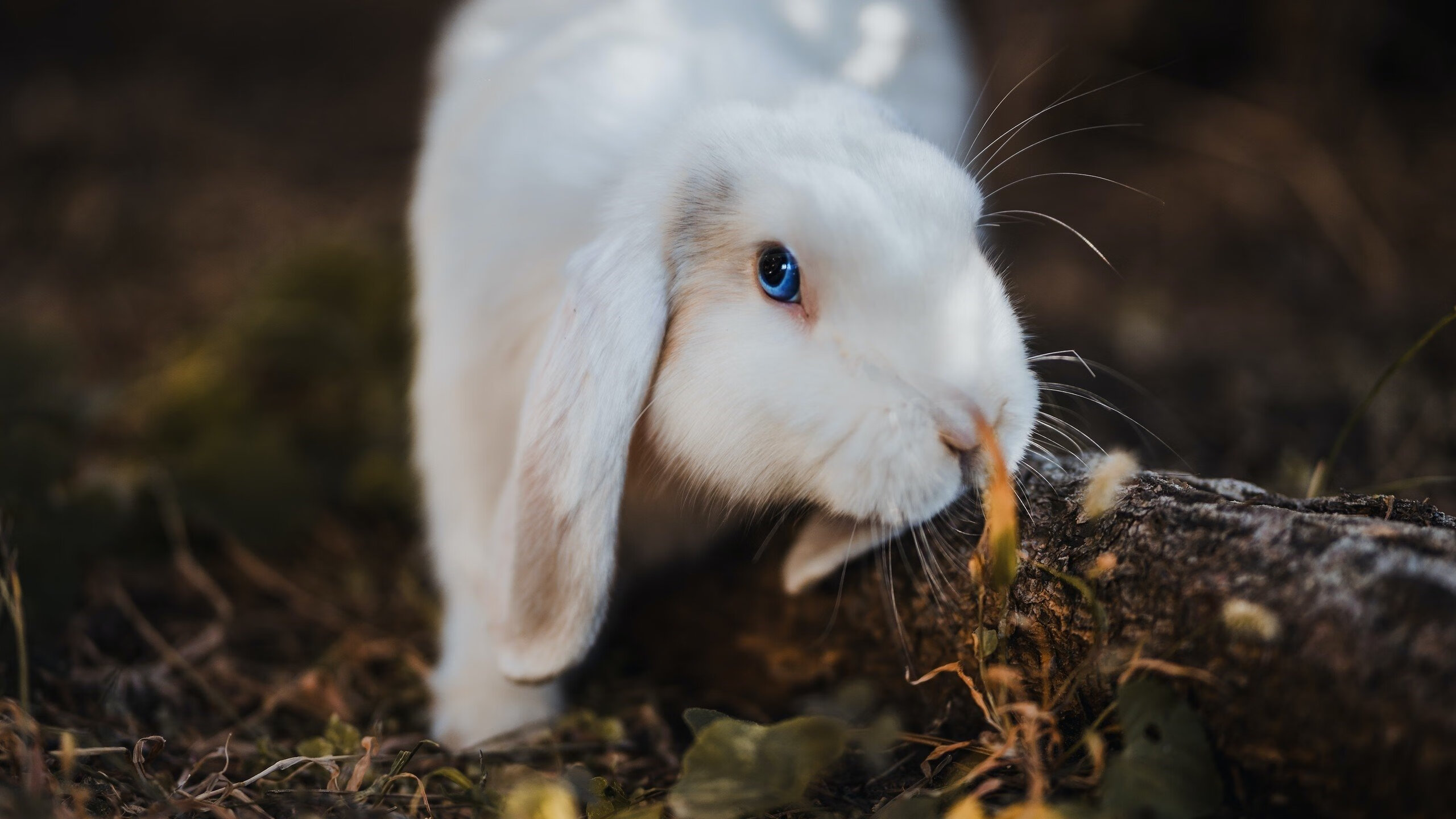 鹈鹕展翅速胜篮网，武切维奇统治级数据诠释禁区霸权