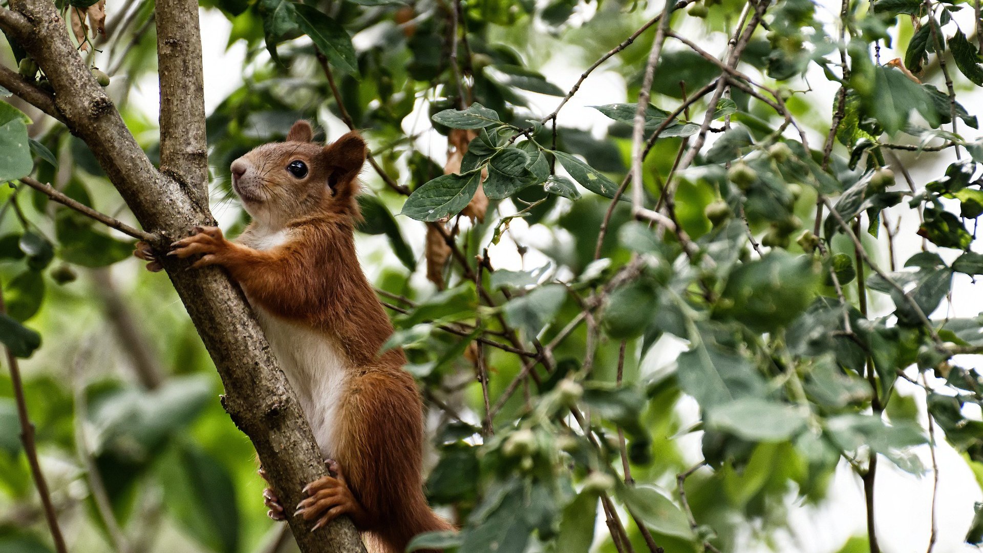 开云体育中国-冰与火之歌，英格拉姆冻结广厦，吉林硬仗书写传奇