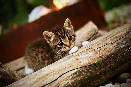 地表战场，从汽油硝烟到绿茵烽火，两种美国式胜利的殊途同归