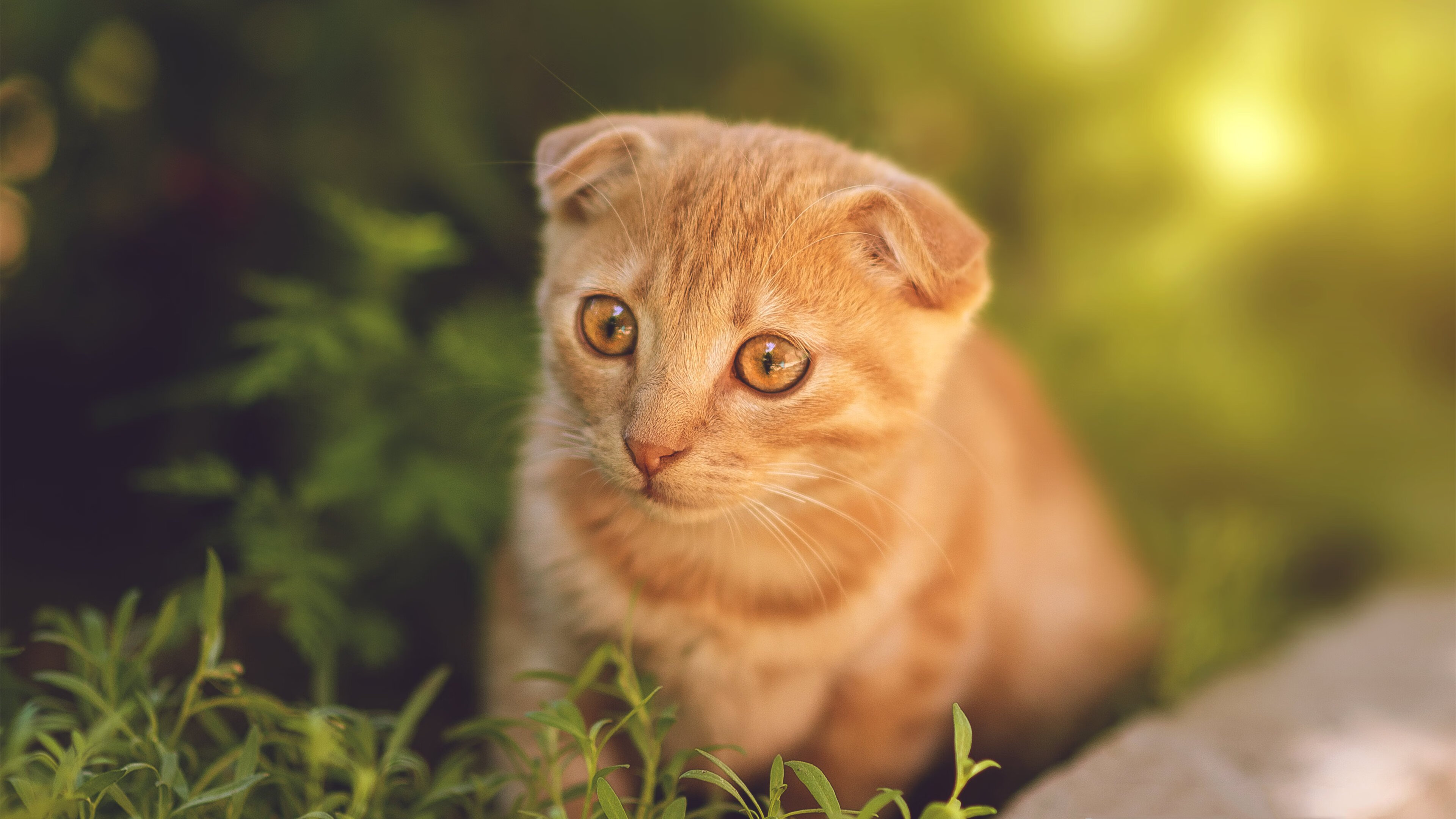 开云体育APP下载-戈贝尔统治禁区引爆独行侠，末节未至悬念已碎的开拓者之殇