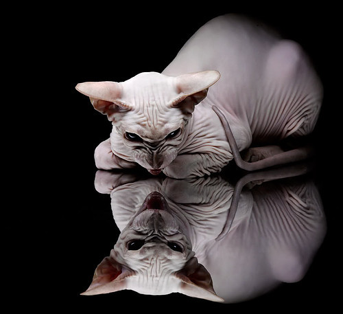 西决生死战，沉默者与绝境唯一的回响