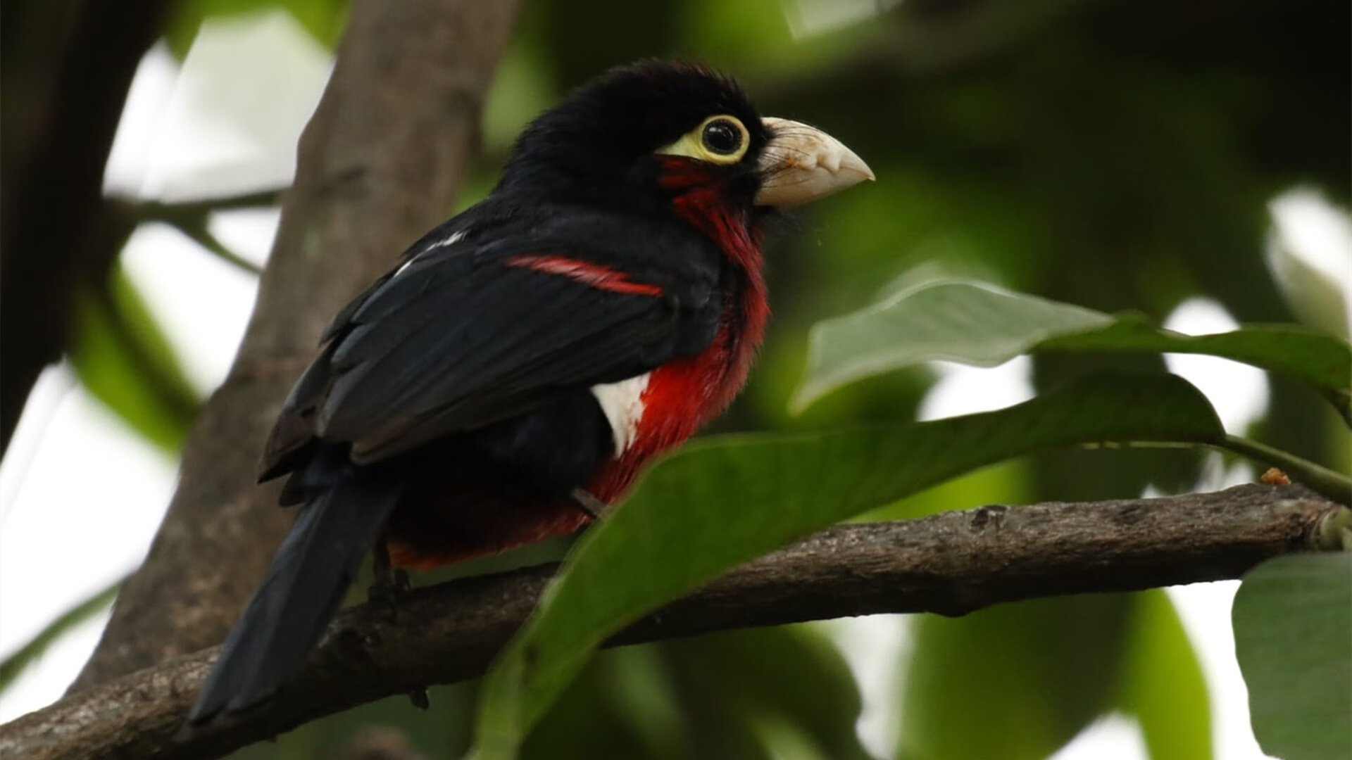 开云体育-最后的怒吼，福克斯关键制胜，公牛血拼山西队