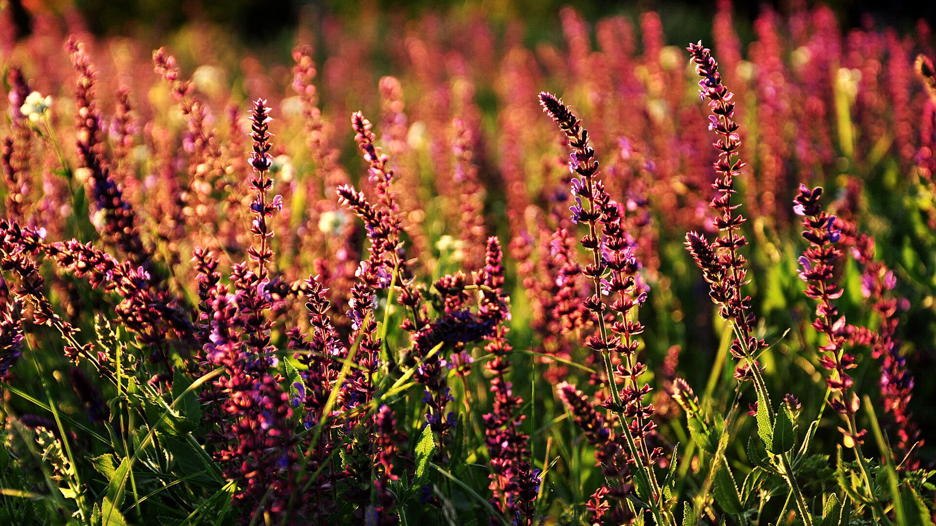 格列兹曼哑火,维尼修斯一剑封喉!皇马险胜芬兰黑马捍卫欧冠希望