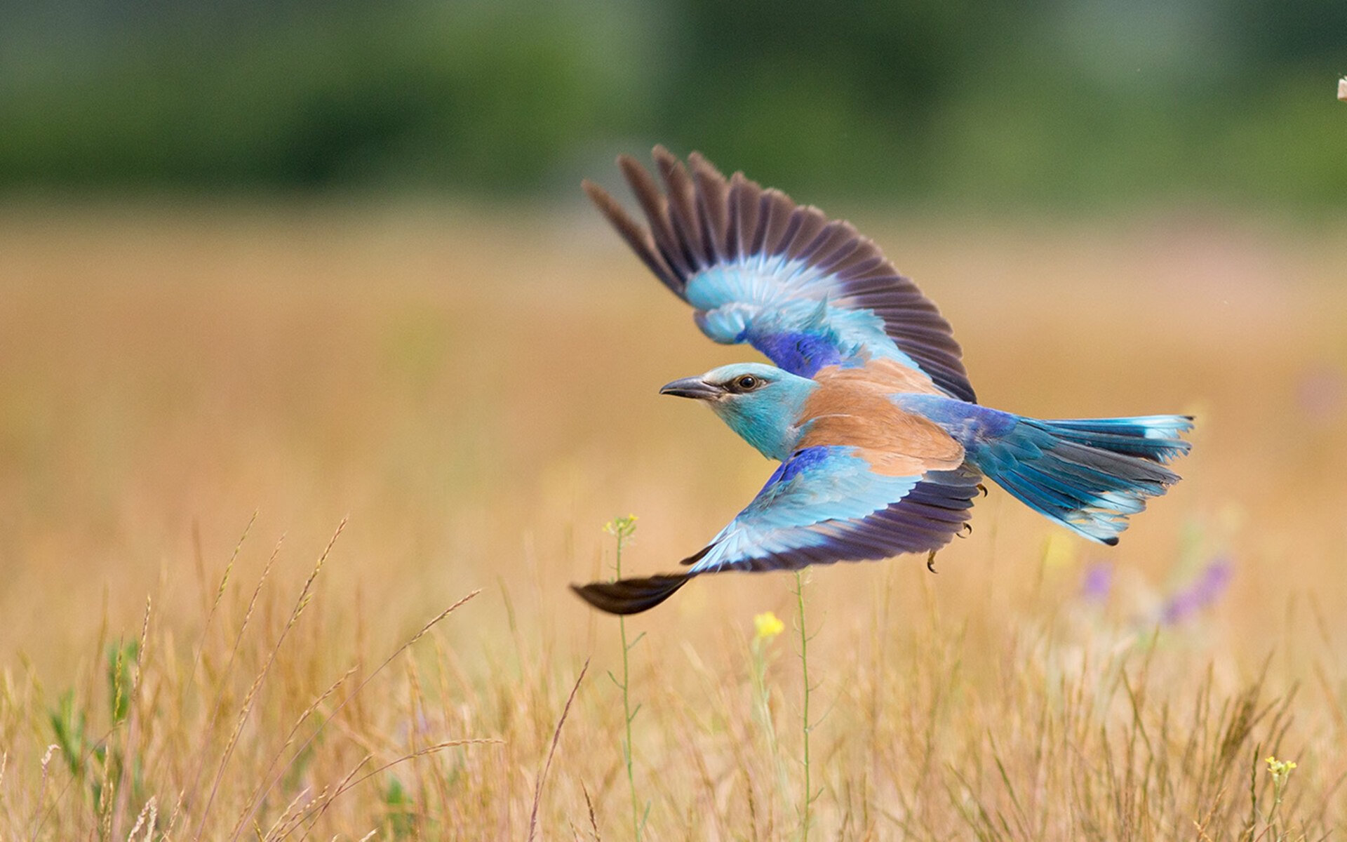东方堡垒对决欧洲魔术师，当广厦铁血团队扼杀费城天赋，东契奇在世纪对决中加冕