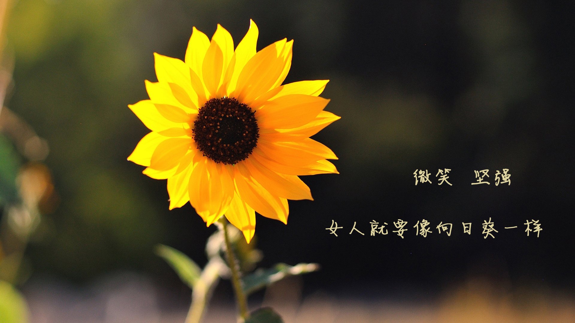 极光之下,诸神黄昏,2026世界杯G组,那场被范戴克复活的维京战吼与冰岛的唯一胜利