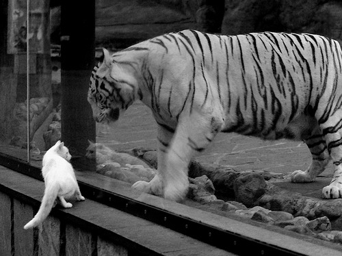 开云sport-星辰坠落之时，2026世界杯E组，当罗马尼亚的铁蹄踏碎极光，佩德里用灵魂为足球加冕